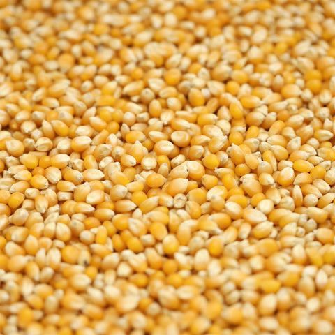 Organic Popping Corn - 100g